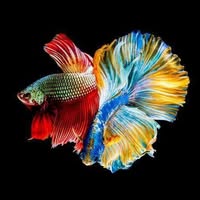 Aleksandr Issatsenkov