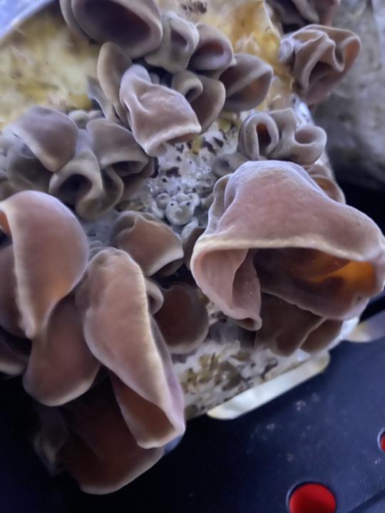 Can you guess which mushroom?