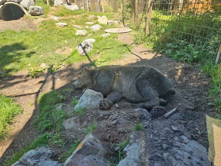 🐻💤 Deep Rest Lessons from a Grizzly