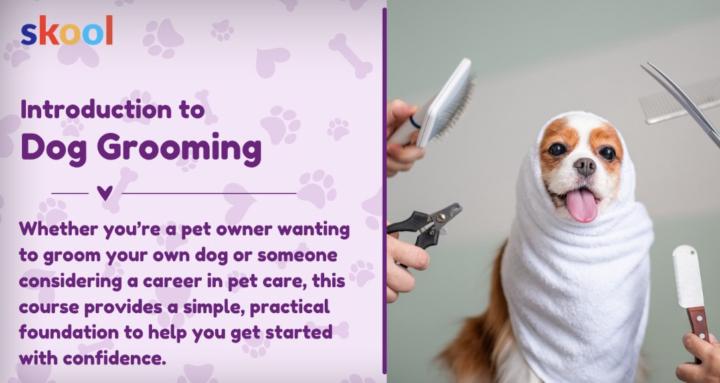Introduction to Dog Grooming