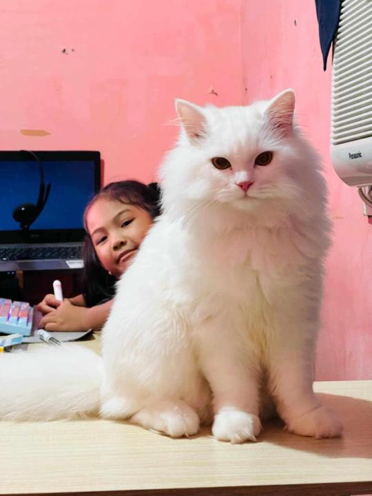 Jabe Canoy