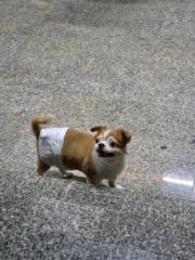 Nuttaanan Bhoujhaphut