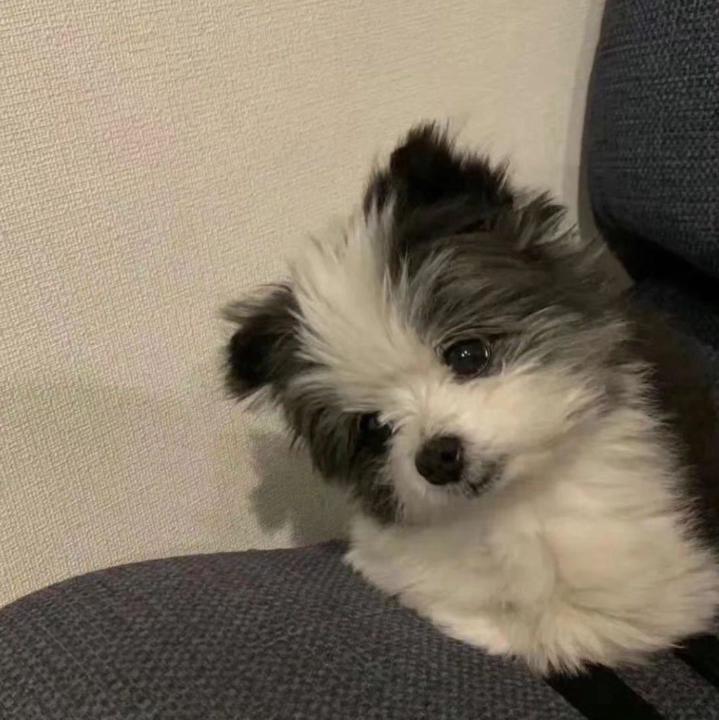 琬莹 戚
