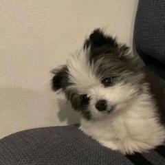 琬莹 戚