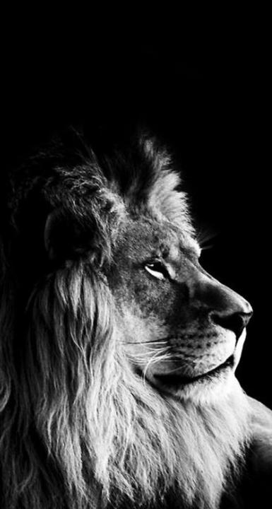 Bashan Scheurer-Henry