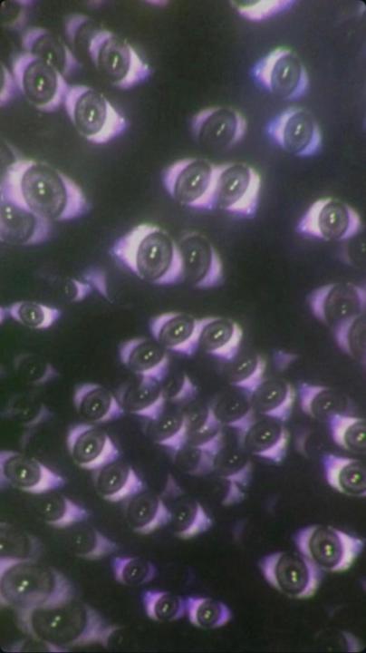 Maxime Metivier