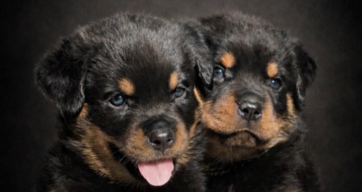 The Rottweiler Blueprint