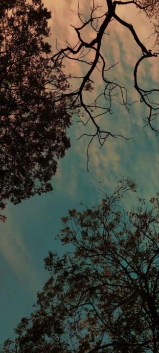 Mark Shaw