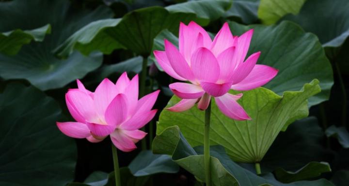 Lotus Lovers
