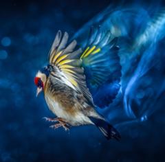 Hiren Patel