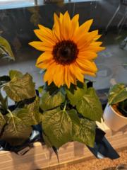 Bijou Bisette Bisette