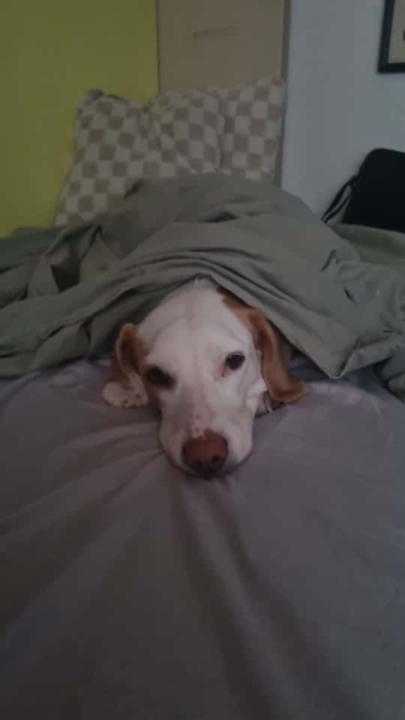 Stella Merino Villalba