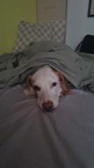 Stella Merino Villalba