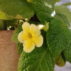 Adrian Infante Osorio