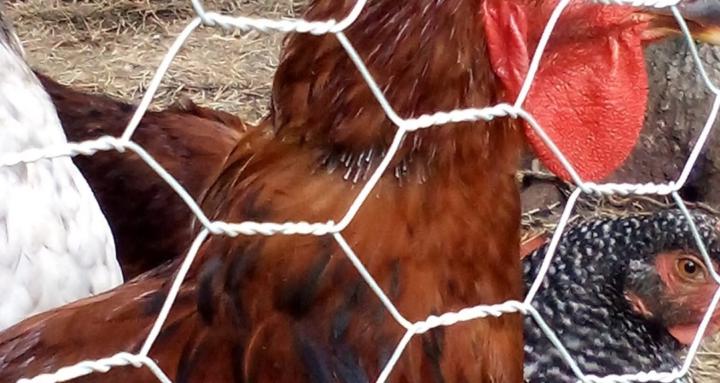 Roth's homesteading school.