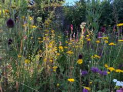 Karina Seconda Suske