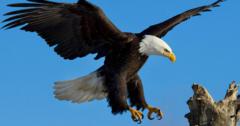 Aigle Royal Laurent Musungu