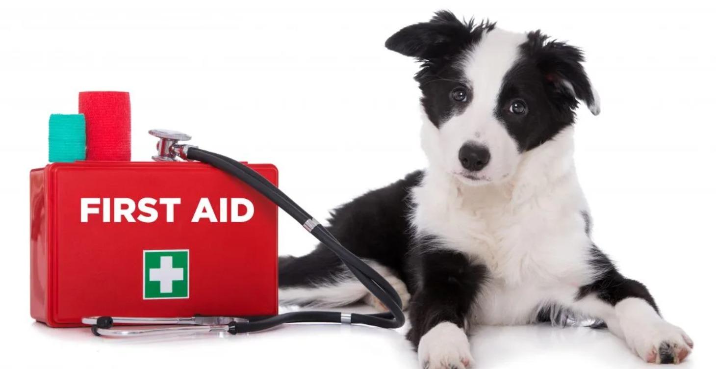 Level 3 Canine First Aid