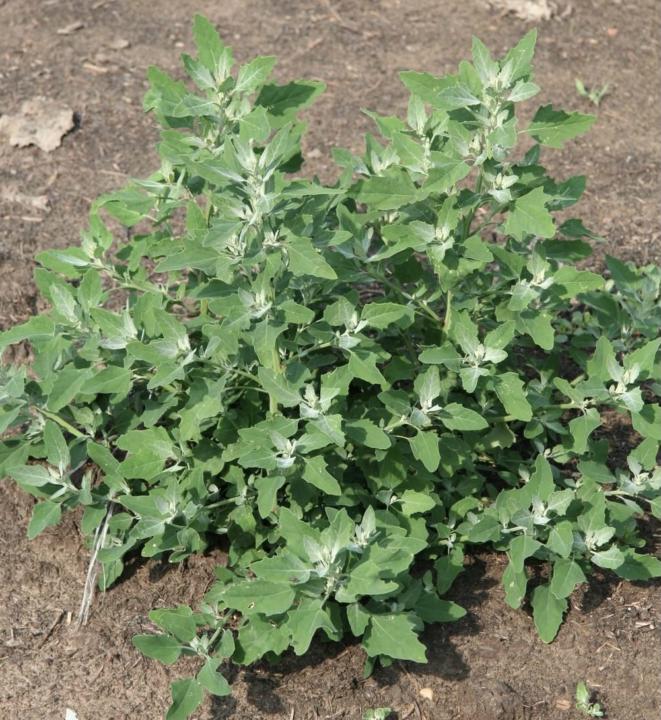 Chenopodium!