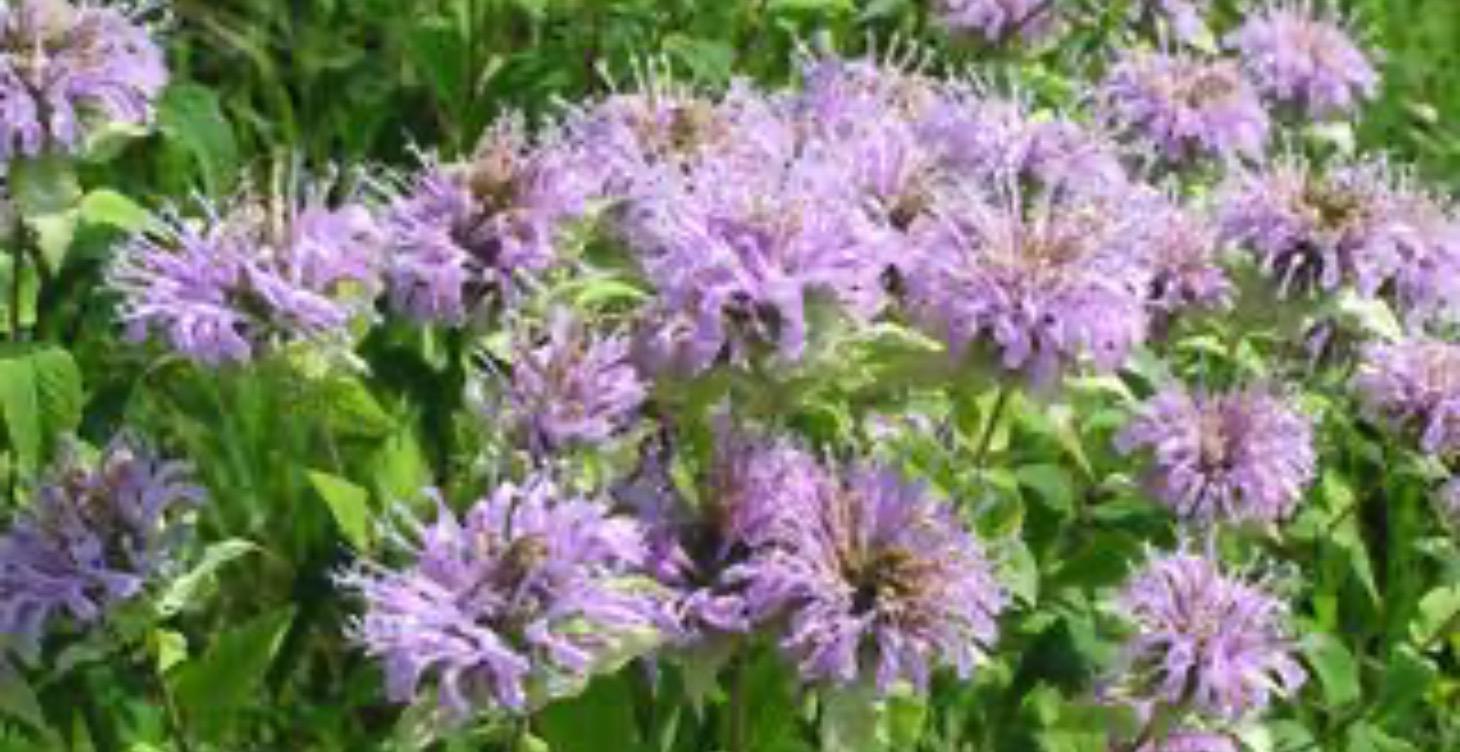 Bee Balm!