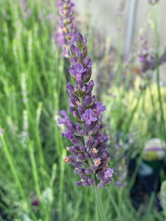 Plant of the week!