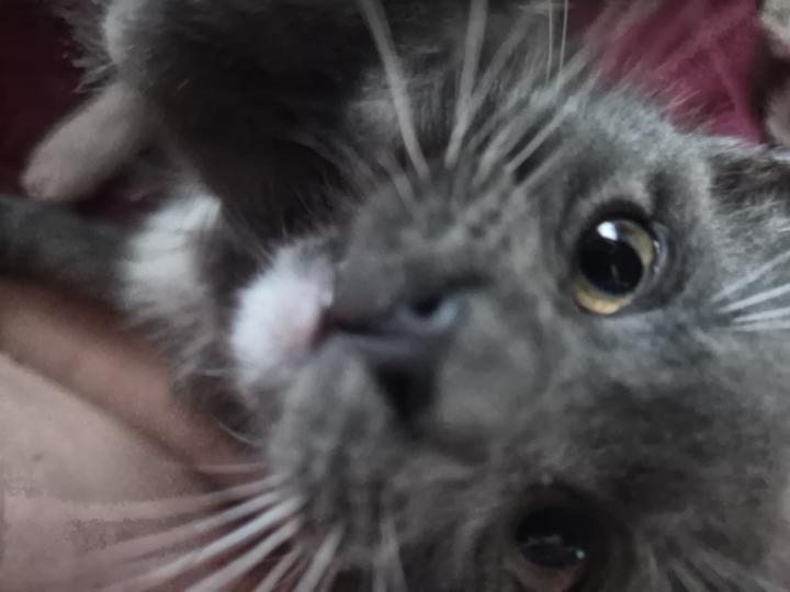 My kitten Sylvia 