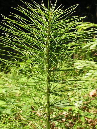 Plant of the week! 🌱