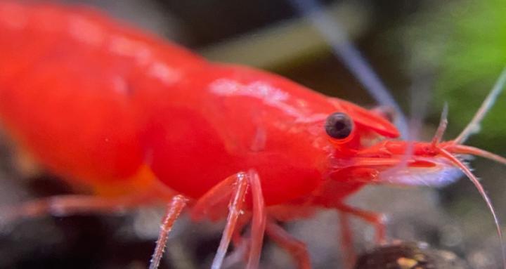 Shrimp Fish and Invert keeping