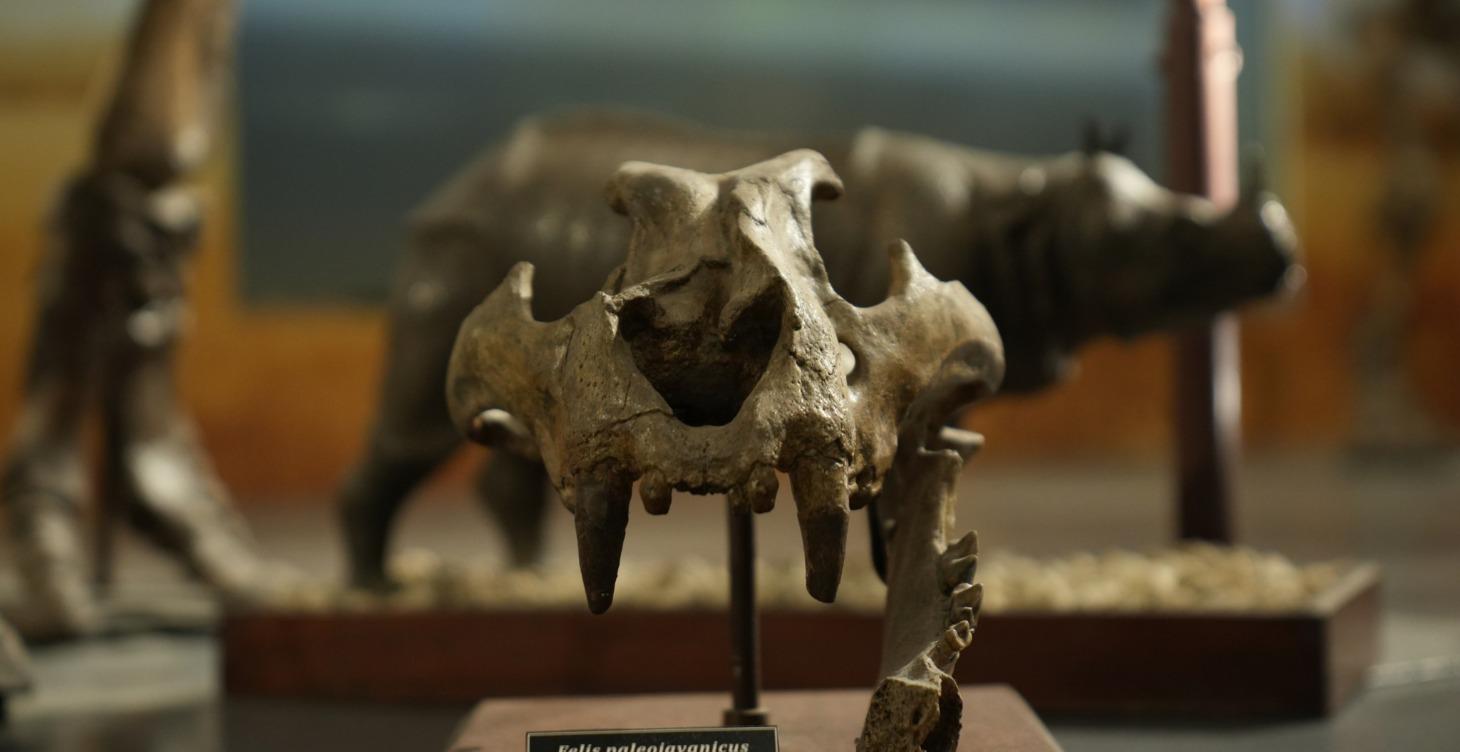 FLEXIBLE ANCESTRAL DIET™