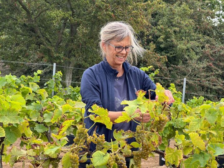 Marianne Brødsgaard