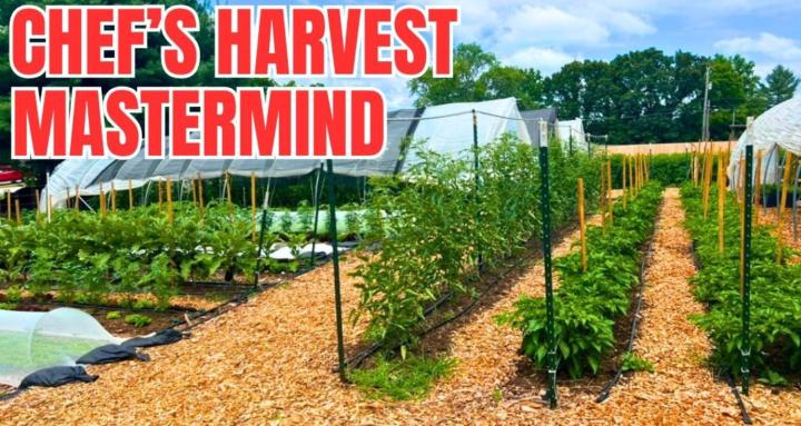 Chef's Harvest Mastermind