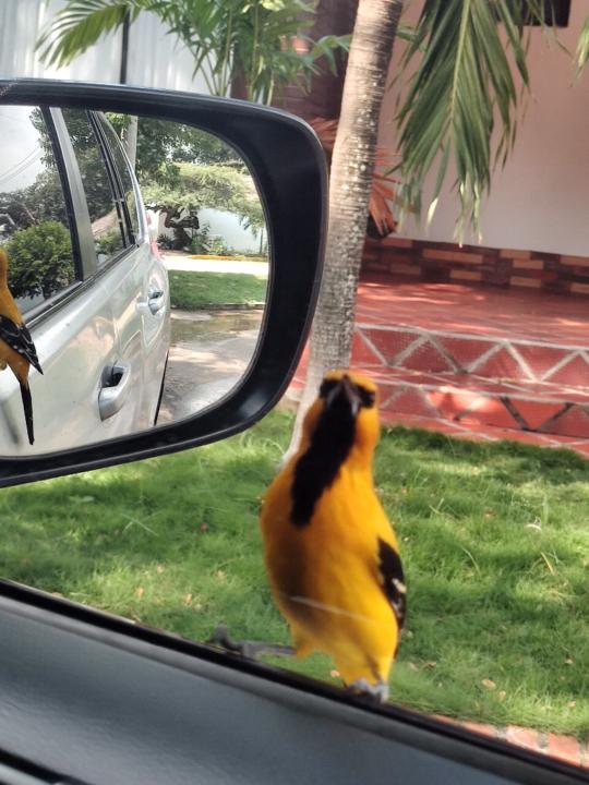 Duver Julián Valdez Ambuila