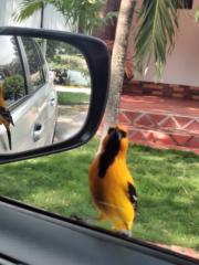 Duver Julián Valdez Ambuila