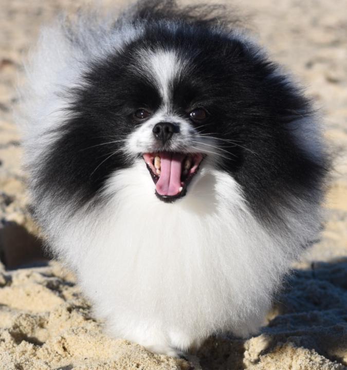 Manu Sánchez Güemes