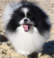 Manu Sánchez Güemes