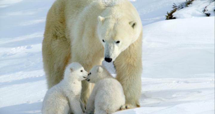 The Mama Bear Tribe