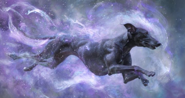 Animal Spirit Connection