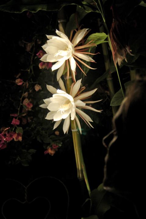 Judith Scott