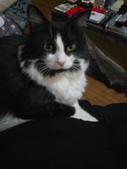 Mine Elbi