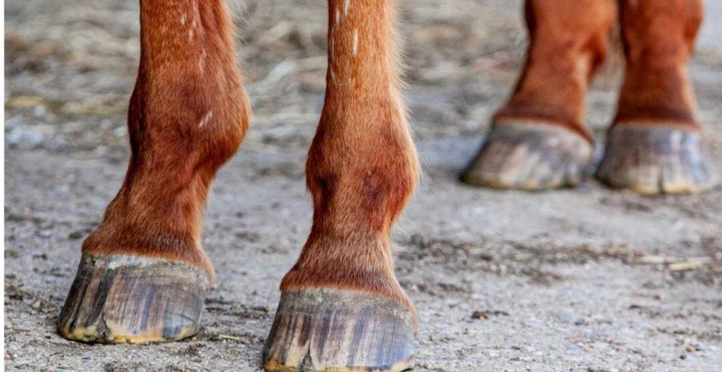 7-Day Hoof Strengthening program