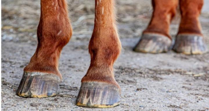 Hoof Problems Solved At Home