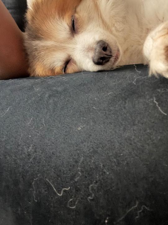 Rose girldee Etienne