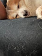 Rose girldee Etienne