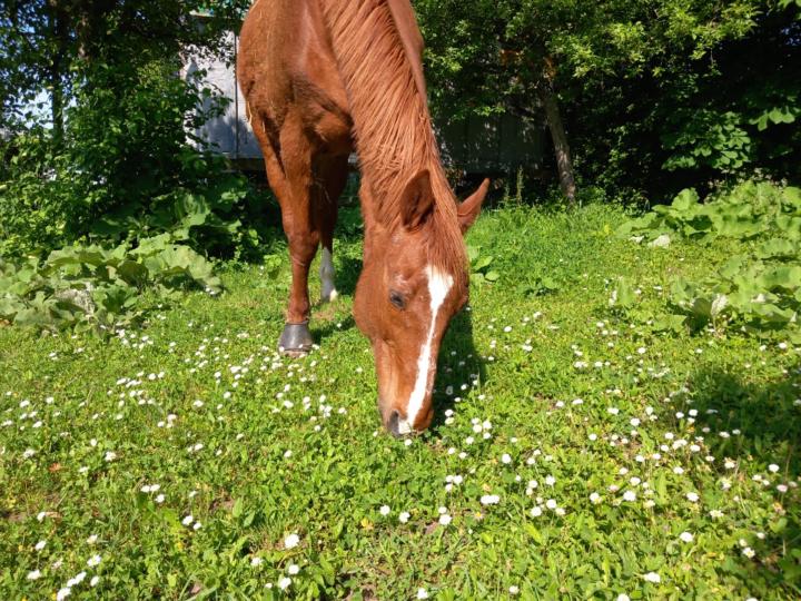 Marthe Horses
