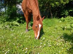 Marthe Horses