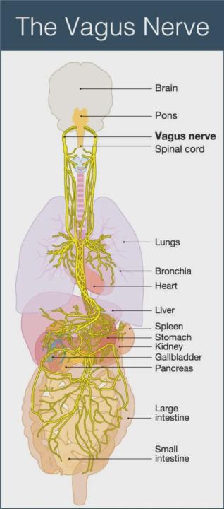 The Science of Ocean Breathing
