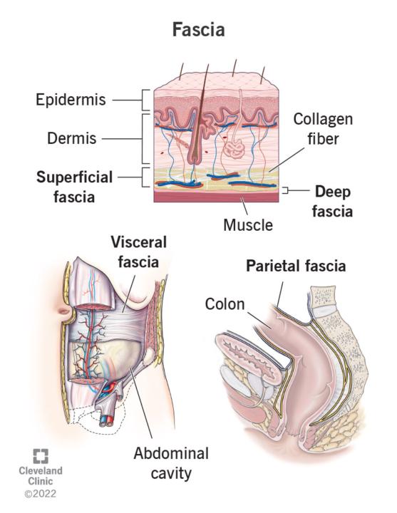 Visceral Fascia Release Matters