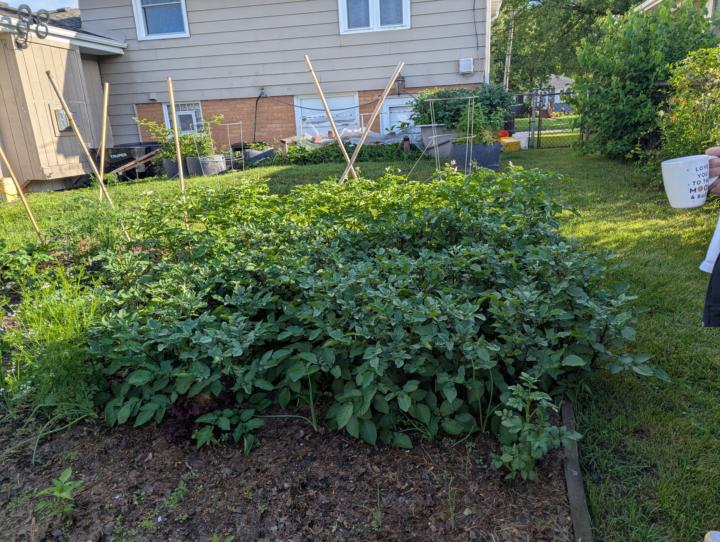 Potatoes are going nuts this year