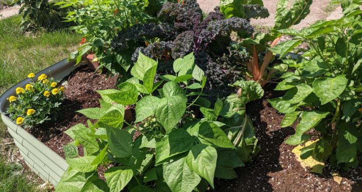 The Backyard Harvest Club
