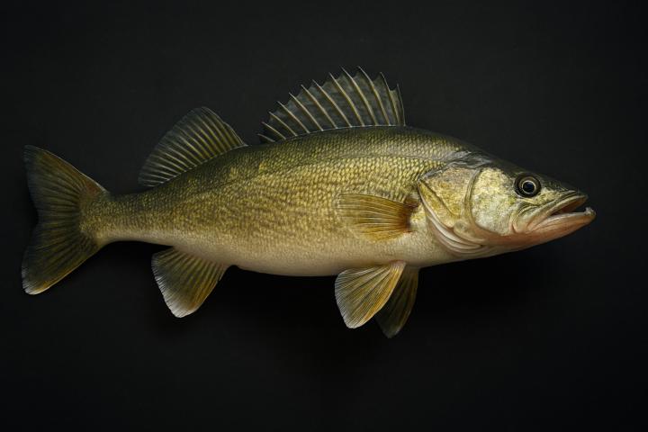 Walleye masterclass